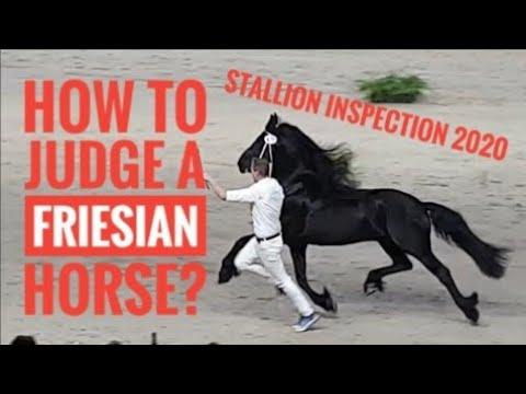 How to judge a Friesian horse. Which one is the best? Stallion inspection 2020.