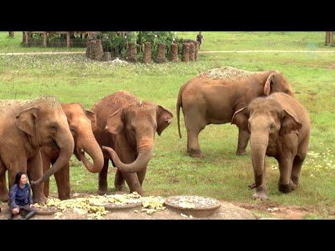 Watch Heartwarming Moment When Elephant Heard Calling Voice From Her Favourite Person - ElephantNews