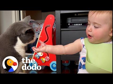 Cat Who Only Loves Dad Gets A Baby Sister #Video