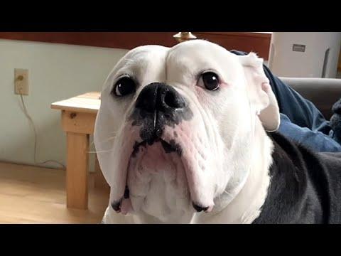 Nervous dog sweetly holds hand for comfort #Video