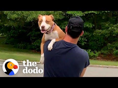 Rescue Pittie Is So In Love With Her New Parents #Video