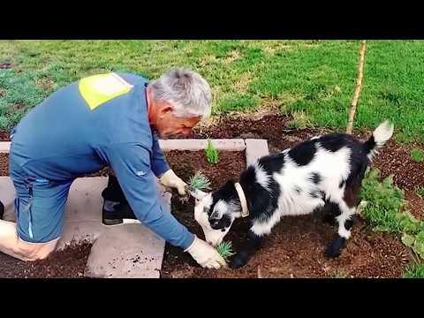 These Animals Really Thought They Were Helping…  #Video