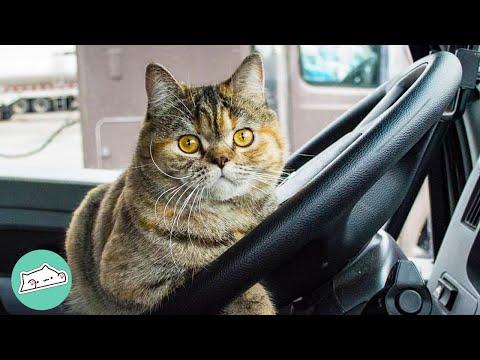 Cat Travelled Most of the US in a Truck With Her Dad #Video