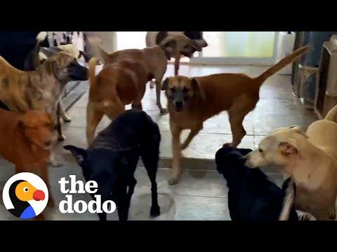 Guy Bring 300 Dogs Into His House During A Hurricane #Video