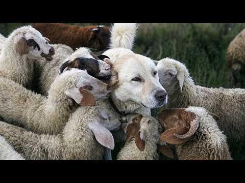 I've Watched These Hilarious Animals 20 Times and It NEVER Gets Old! #Video