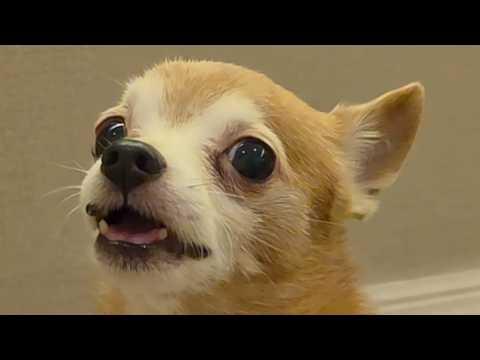 Dog learns to say I love you #Video