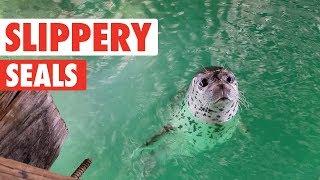 Dogs of the Sea | Funny Seal Video Compilation 2017