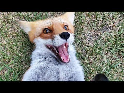 DixieDo fox says hehe hello! #Video