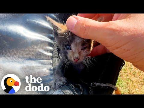 Motorcyclist Saves Tiny Kitten Who Fell From A Moving Car #Video