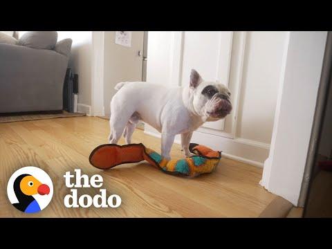 Dog Won't Let His Toddler Sister Take A Nap #Video