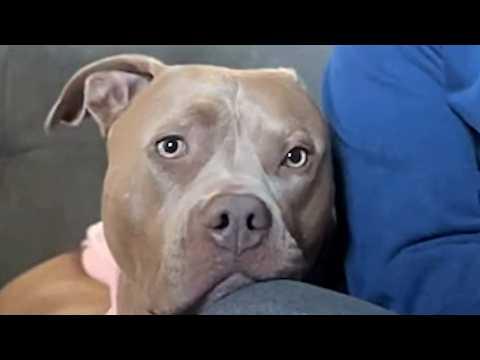No one would talk to this dog in neighborhood #Video