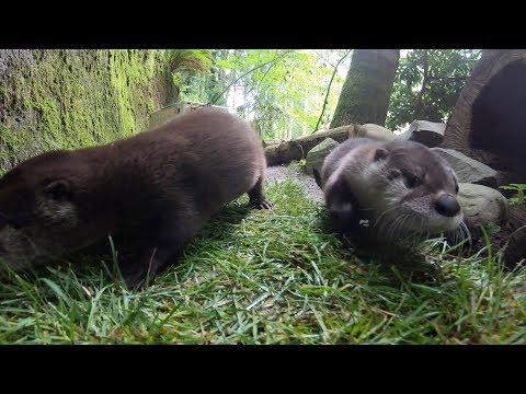 River Otter Pups Go Exploring