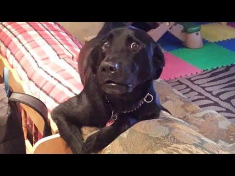 When you just realized that your dog is special #Video