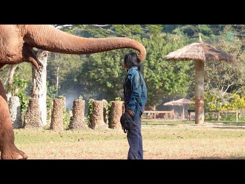 Fah Mai's Loving Embrace! - ElephantNews #Video