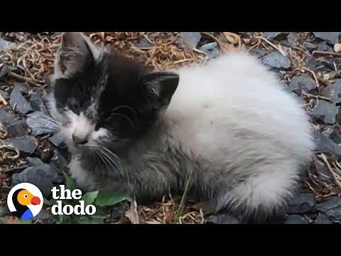 Tiny Abandoned Kitten Asks Woman For Help #Video