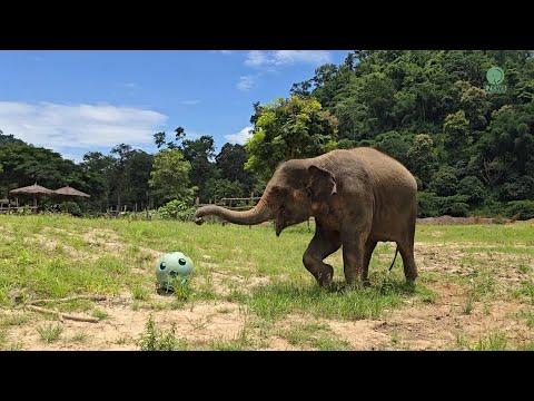 Chompu the Baby Elephant vs Muay Lek: Who Gets the Ball? - ElephantNews