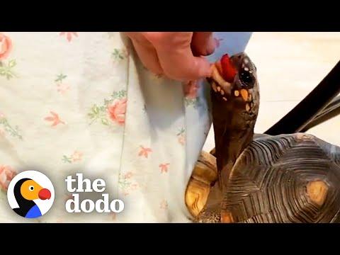 Tortoise Loves To Climb On Her Grandma’s Legs To Get Treats #Video