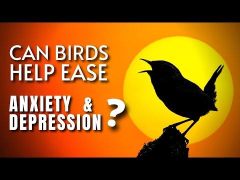 Can Birds Help Ease Anxiety and Depression? #Video