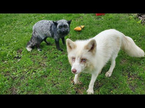 Bongo tries to share his slice of pizza with Serafina #Video