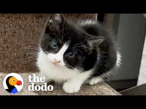 Woman Finds A Tiny Kitten On Her Front Steps #Video