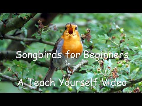 Songbirds for Beginners, a Teach Yourself Video