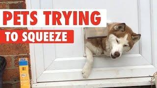 Fluffy Pets Squeezing Through Small Spaces