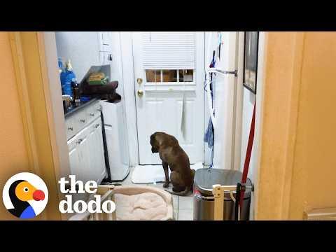 Anxious Foster Was Too Scared To Even Leave The Door #Video