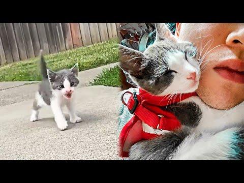 Stray Kitten Follows Man Home And Becomes His Best Friend #Video