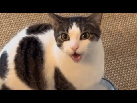 Woman gets her first cat and now she needs help #Video #Video