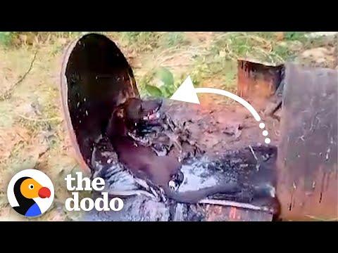 Someone Threw This Dog Into A Barrel Of Tar #Video