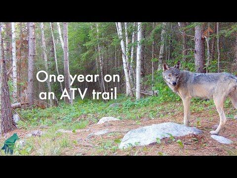 One Year Of Animals On ATV Trail #Video
