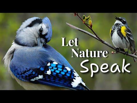 Blue Jay Preening in the Morning Sun | Let Nature Do the Talking #video