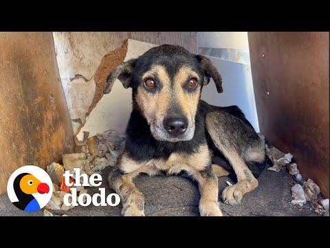 Old Dog That No One Wanted Turns Into A Puppy Again #Video