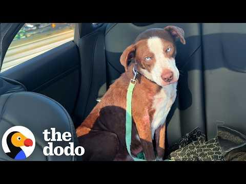 Injured Mama Pittie Rescued From The Woods With Her Puppies #Video