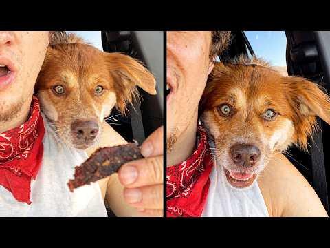Dogs Aren't Meant To Sound Like This | YOUR Daily Dose of Pets #Video