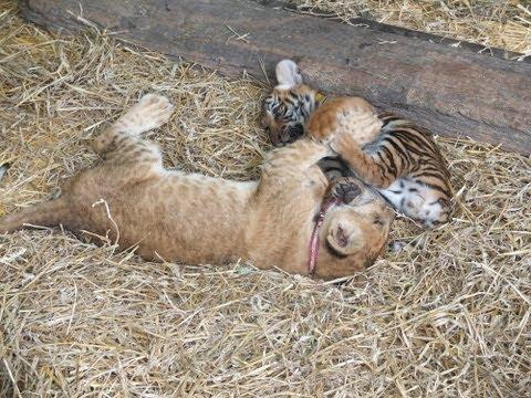 Lion And Tiger Cubs Play With Puppies