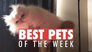 Best Pets of the Week | January 2018 Week 1