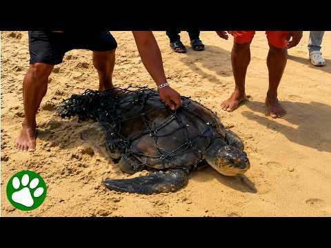They Found a Giant Turtle Stranded on the Beach #Video