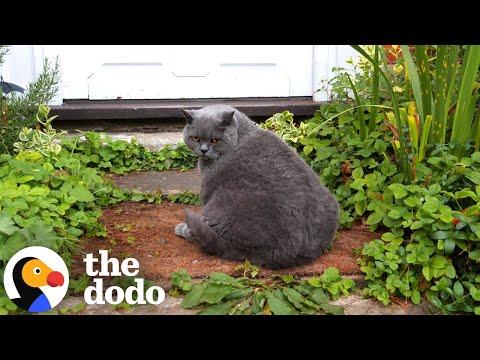 Chonky 18-Year-Old Cat Loves Going On Nighttime Walks #Video