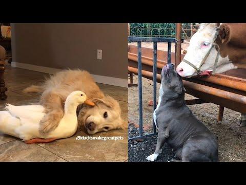 This Is Why Dogs Are The Most Amazing Creatures. Video.
