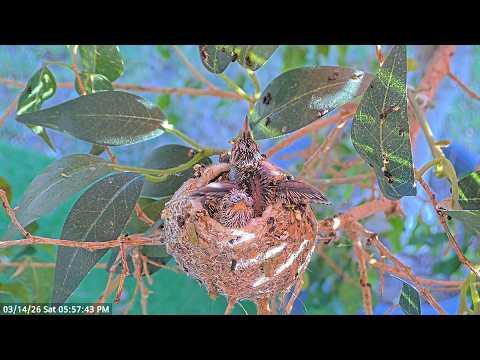 Feedings & Flappies! Hummingbird Chicks 13 & 14 Days Old #Video