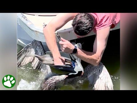 Man Saves Pelican Choking on Fish #Video
