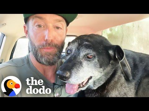 The Happiest Dog Rescue Stories #Video