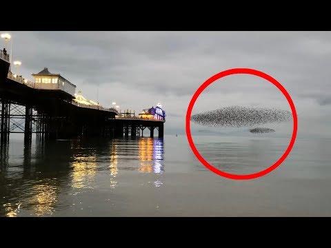 Mesmerizing footage of starling murmuration in Brighton UK