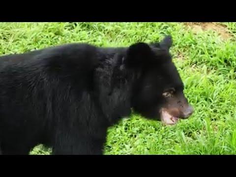 Bear feels grass for first time in 20 years #Video