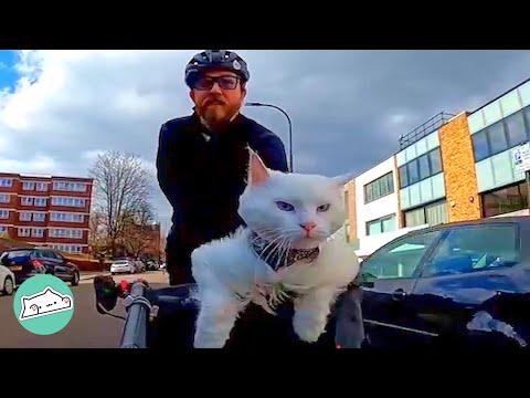 Deaf Cat Loves Nothing Better Than Riding Bike with Guy #Video