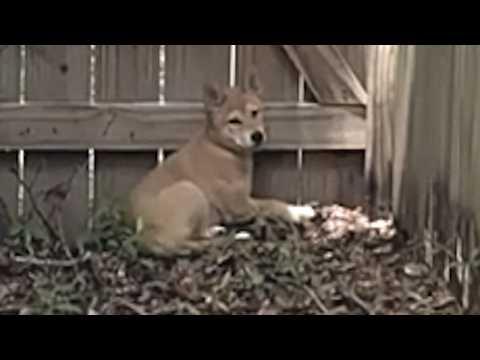 Couple does sweetest thing for scared dog that shows up at their house #Video