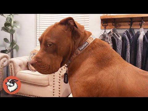 This Dog Acts Like a Total Drama Queen #Video