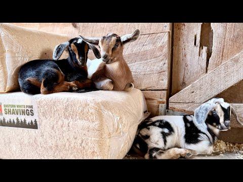 Triplet Playtime! Slip & Slide with a side of LEAP! #Video