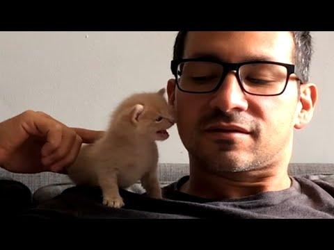 Non-cat guy gets his first cat. Guess what happens. #Video